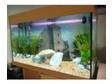 juwel rio 125 aquarium. im selling my aquarium with....
