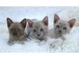 Champion sired pedigree kittens. Ready 18 September, ....