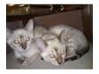 GCCF reg male and female SNOW BENGALS BARGEN 500 THE....