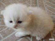 Excellent Persian Kittens For Rehoming