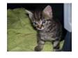 4 month old silver female tabby kitten for sale. Looking....