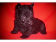 Scottish Terrier Puppies for sale