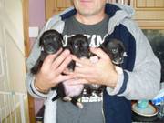 jackrusell x patterdale puppys for sale