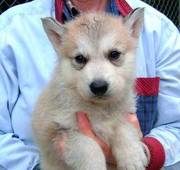 Quality Siberian Husky Puppies For Adorable Homes