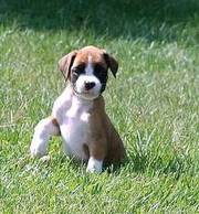 Good Looking Boxer Puppies For Lovely Homes