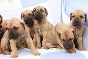 Great Dane Pure Fawn Colour Pups kc Register