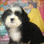 Sweet And So Cute Fluffy shih poo Puppies For Beautiful Homes