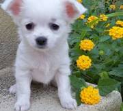 Beautiful Cream and White Chihuahua Puppies For Sale