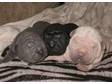 Shar-pei pups for sale. We have four lovely shar-pei....