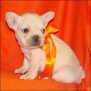 Adorable French Bulldog Puppies for Sale