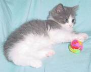Nice Looking Manx kittens Ready for a Nice Family