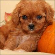 Available Cavapoo Puppies For Sale