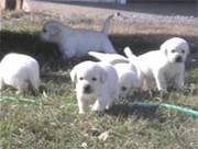 Labrador Retrievers puppies