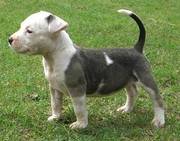 American Staffordshire Terrier Puppies for good homes
