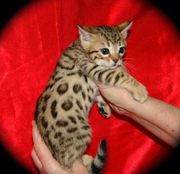 Male Bengal Stud cat for sale