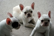French Bulldogs Puppies Available Now!12weeks old