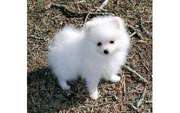 Pomeranian puppies in michigan for adoption